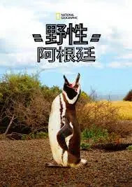 探索南美秘境：《国家地理 野性阿根廷》带你领略冰川、沙漠与雨林的狂野之美